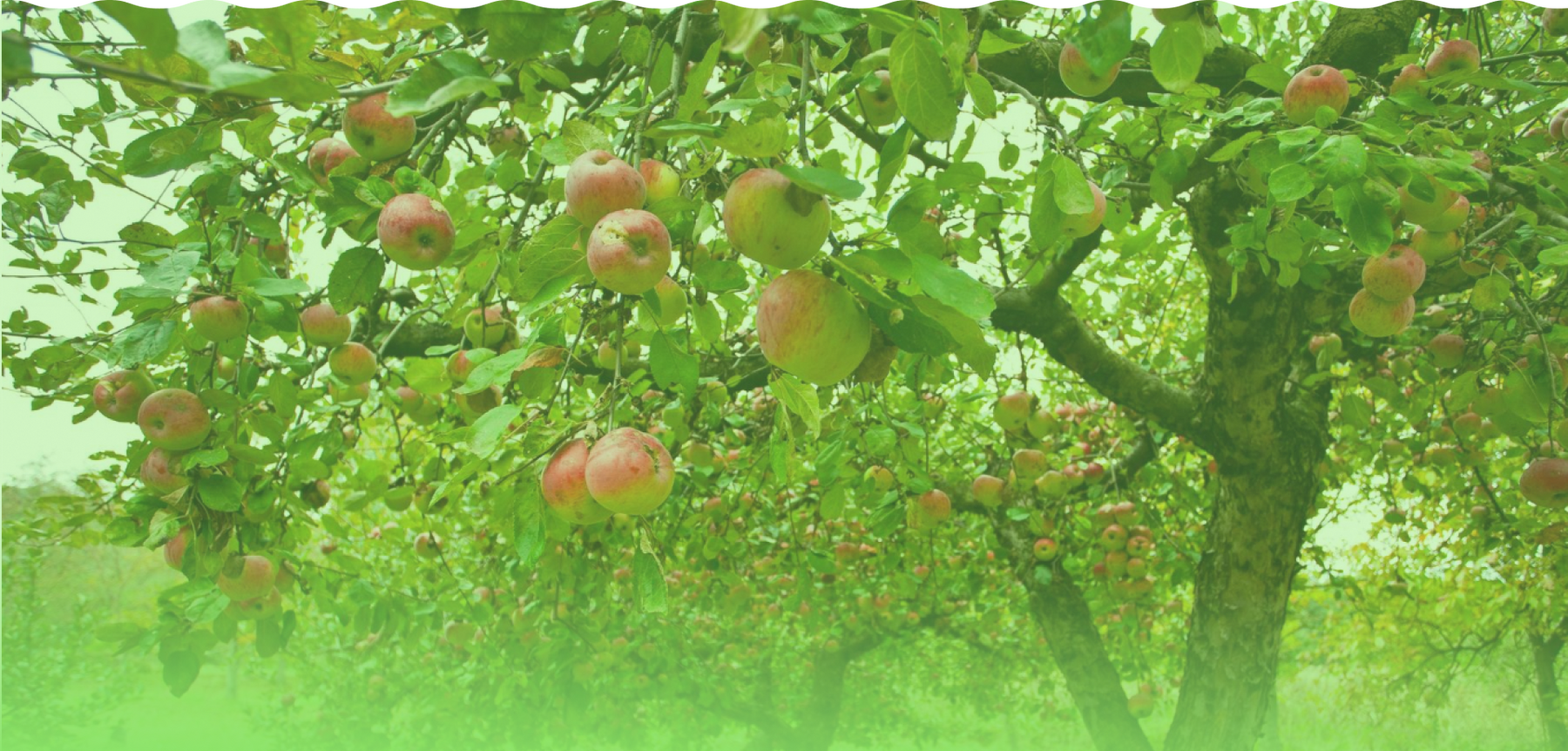Banner background