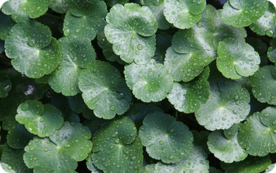 Organic Gotu Kola Extract