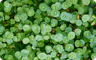 Organic Centella Asiatica