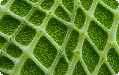 Plant Stem Cells (Globularia Extract)